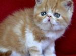 Alen - Exotic Kitten For Sale - Norwalk, CT, US