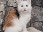 Halva - Maine Coon Kitten For Sale - Miami, FL, US