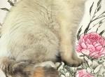 Short hair tortie point exotic - Exotic Kitten For Sale - Dornsife, PA, US