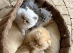 Two boys and one girl - Himalayan Kitten For Sale - Germantown, MD, US