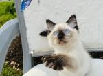 Paisley - Ragdoll Kitten For Sale - Mount Joy, PA, US