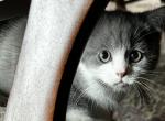 male and female scottishfold and straight kittens - Scottish Fold Kitten For Sale - Jobstown, NJ, US