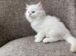 Boy Siberian Purebred Cream Point - Siberian Kitten For Sale - Old Bridge, NJ, US