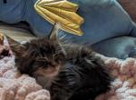 Oslo - Maine Coon Kitten For Sale - Fredericksburg, PA, US