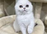 Queesha - Scottish Fold Kitten For Sale - Vancouver, WA, US