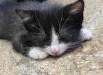 Dottie - American Shorthair Kitten For Sale - Queens, NY, US