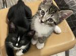 Lila - American Shorthair Kitten For Adoption - Queens, NY, US