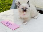 Mary - Ragdoll Kitten For Sale - Mount Joy, PA, US