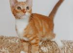 Prince Charming Tabby Colorpoint Shorthair - Colorpoint Shorthair Kitten For Sale - Rockford, IL, US