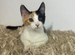 Elfin Calico Colorpoint Shorthair - Colorpoint Shorthair Kitten For Sale - Rockford, IL, US