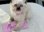 Maisie - Ragdoll Kitten For Sale - 