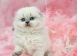 Adele - Scottish Fold Kitten For Sale - Watertown, NY, US