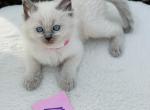 Mia - Ragdoll Kitten For Sale - Mount Joy, PA, US