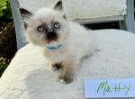 Matty - Ragdoll Kitten For Sale - Mount Joy, PA, US
