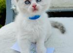 Mitch - Ragdoll Kitten For Sale - Mount Joy, PA, US