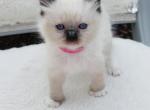 Patty - Ragdoll Kitten For Sale - 