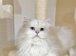 British long haired 3yo female kitty - Brazilian Shorthair Cat For Sale - Thornton, CO, US