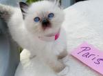Paris - Ragdoll Kitten For Sale - 