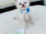 Pete - Ragdoll Kitten For Sale - Mount Joy, PA, US