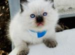 Prince - Ragdoll Kitten For Sale - 