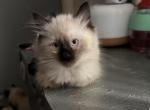 Nesquick - Ragdoll Kitten For Sale - Philadelphia, PA, US