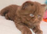 Spokki - British Shorthair Kitten For Sale - Miami, FL, US