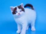 X Ray - British Shorthair Kitten For Sale - Miami, FL, US