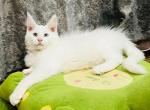 Vulf - Maine Coon Kitten For Sale - Miami, FL, US