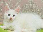 Ulya - Maine Coon Kitten For Sale - Miami, FL, US