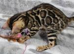 Rihanna - Bengal Kitten For Sale - Norwalk, CT, US