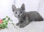 Perl - Russian Blue Kitten For Sale - Norwalk, CT, US