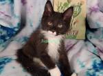 Brunehilde litter - Maine Coon Kitten For Sale - Fort Worth, TX, US