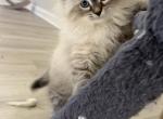 Apple - Siberian Kitten For Sale - Ellicott City, MD, US