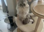 Chase - Ragamuffin Cat For Sale - Oklahoma City, OK, US