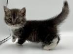 Maxwell - Munchkin Kitten For Sale - 