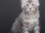 Neo - Maine Coon Kitten For Sale - 
