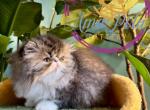 Magnus - Persian Kitten For Sale - PA, US