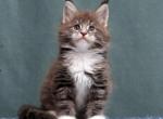 Quentin - Maine Coon Kitten For Sale - Philadelphia, PA, US