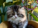 Scott - Persian Kitten For Sale - PA, US