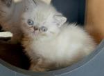 Ace - Exotic Kitten For Sale - 