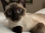 Simba - Siamese Cat For Sale - Irving, TX, US
