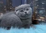 Afina - Scottish Fold Kitten For Sale - Norwalk, CT, US