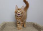 Arnold - Maine Coon Kitten For Sale - NY, US