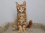 Ludwig - Maine Coon Kitten For Sale - NY, US