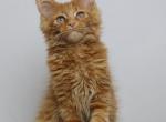 Felix - Maine Coon Kitten For Sale - NY, US