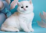 Daria - British Shorthair Kitten For Sale - Brooklyn, NY, US