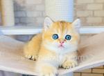 Tessie - British Shorthair Kitten For Sale - Brooklyn, NY, US