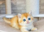 Foxy - British Shorthair Kitten For Sale - Brooklyn, NY, US