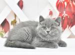 Victor - British Shorthair Kitten For Sale - Brooklyn, NY, US