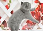 Viking - British Shorthair Kitten For Sale - Brooklyn, NY, US